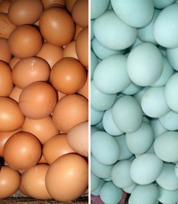 telur