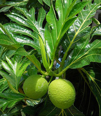 buah sukun